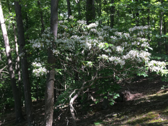 community photo